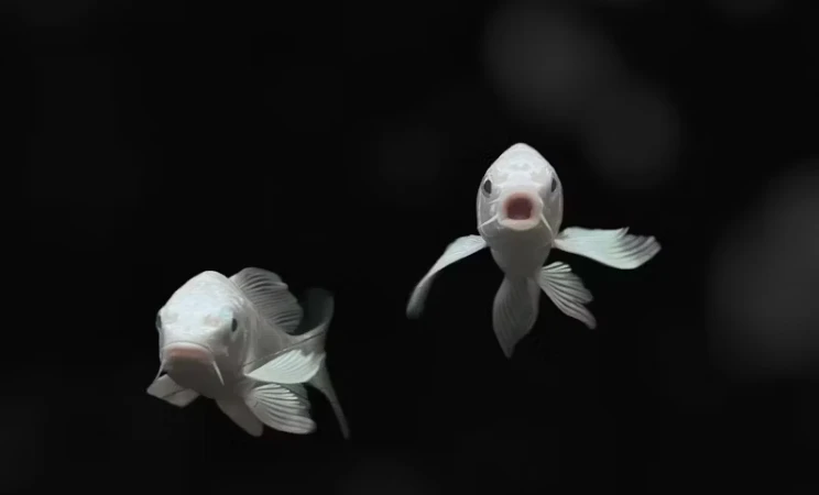 雙魚座男生不理我幾天了，我要不要主動叫他嗎？