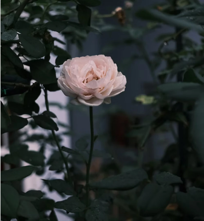 花語的重要性
